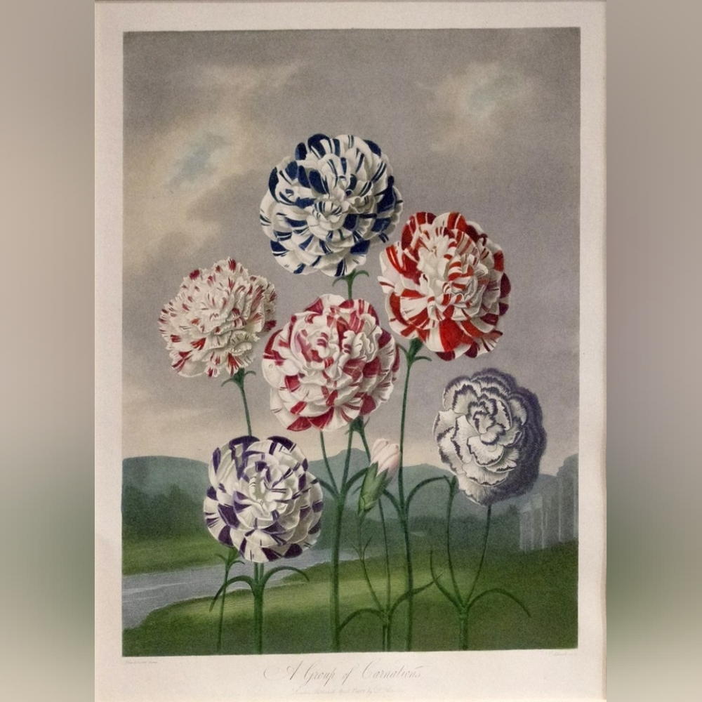 Temple of Flora, carnations Print 8.5x11